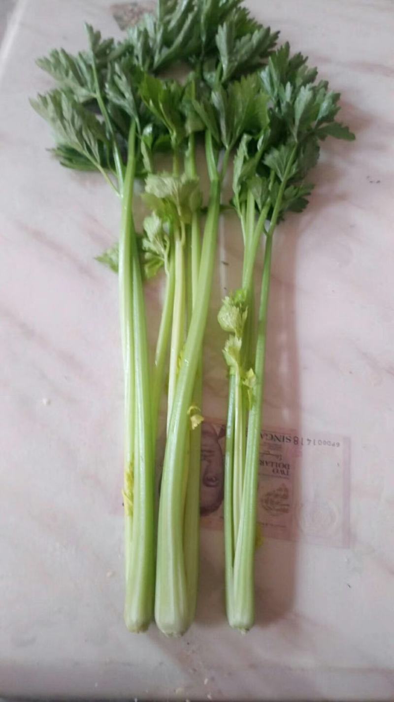 定西精品毛芹，产地直发，现砍现装，质量保证，货源充足