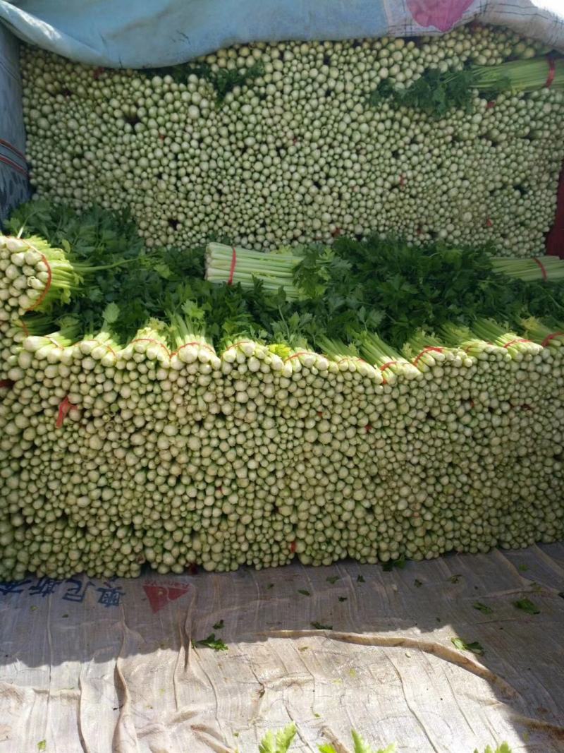 定西精品毛芹，产地直发，现砍现装，质量保证，货源充足