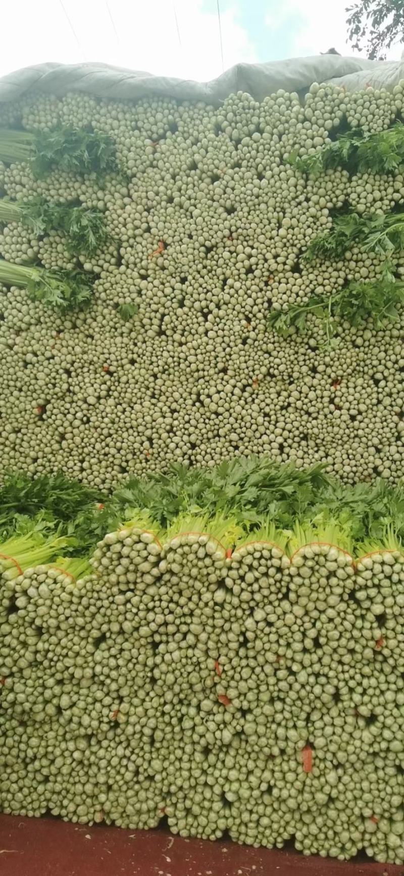 定西精品毛芹，产地直发，现砍现装，质量保证，货源充足