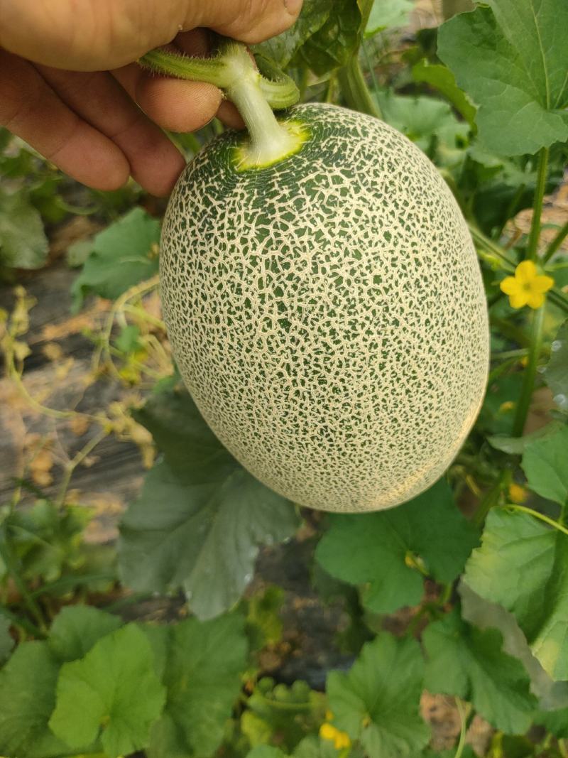 晓蜜25精品章丘产区