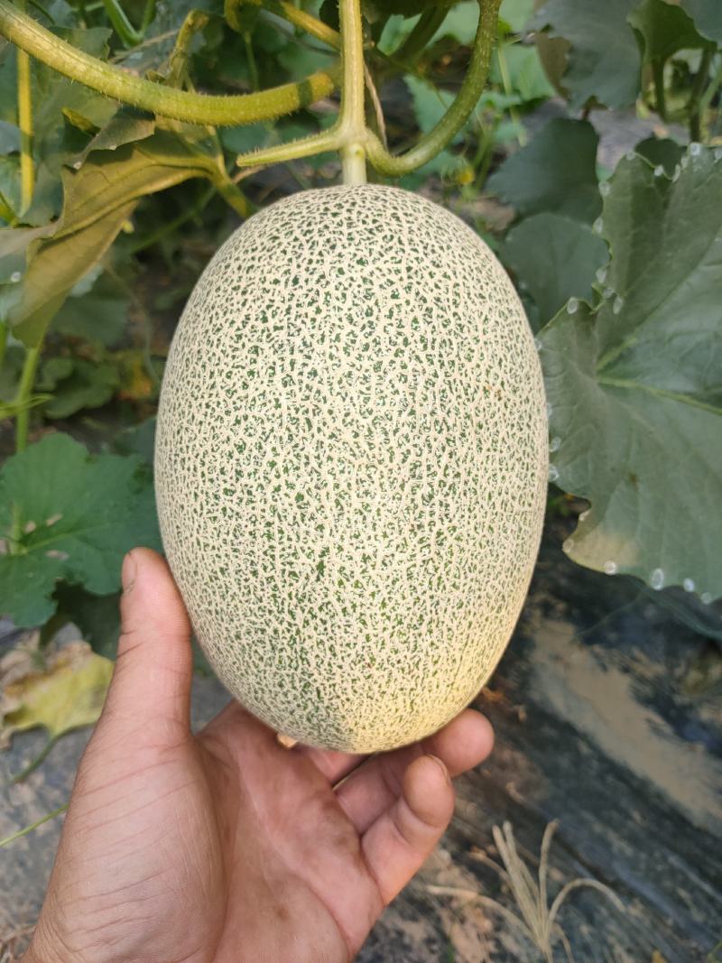 晓蜜25精品章丘产区