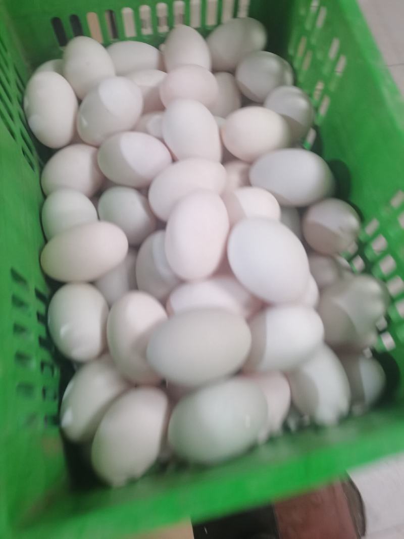 正宗高邮湖双黄咸鸭蛋，真空包装，欢迎洽谈