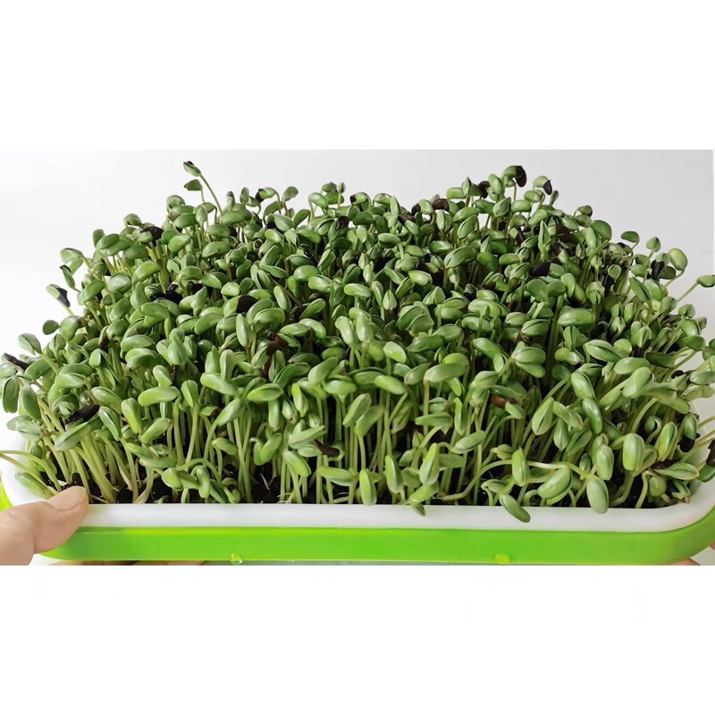 黑豆大量批发当季黑芽豆做豆苗用出芽率98%
