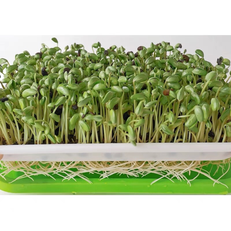 黑豆大量批发当季黑芽豆做豆苗用出芽率98%