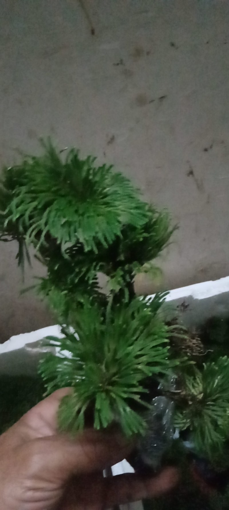 卷柏又名九死还魂草一年四季长青它是盆景之上品