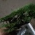 卷柏又名九死还魂草一年四季长青它是盆景之上品