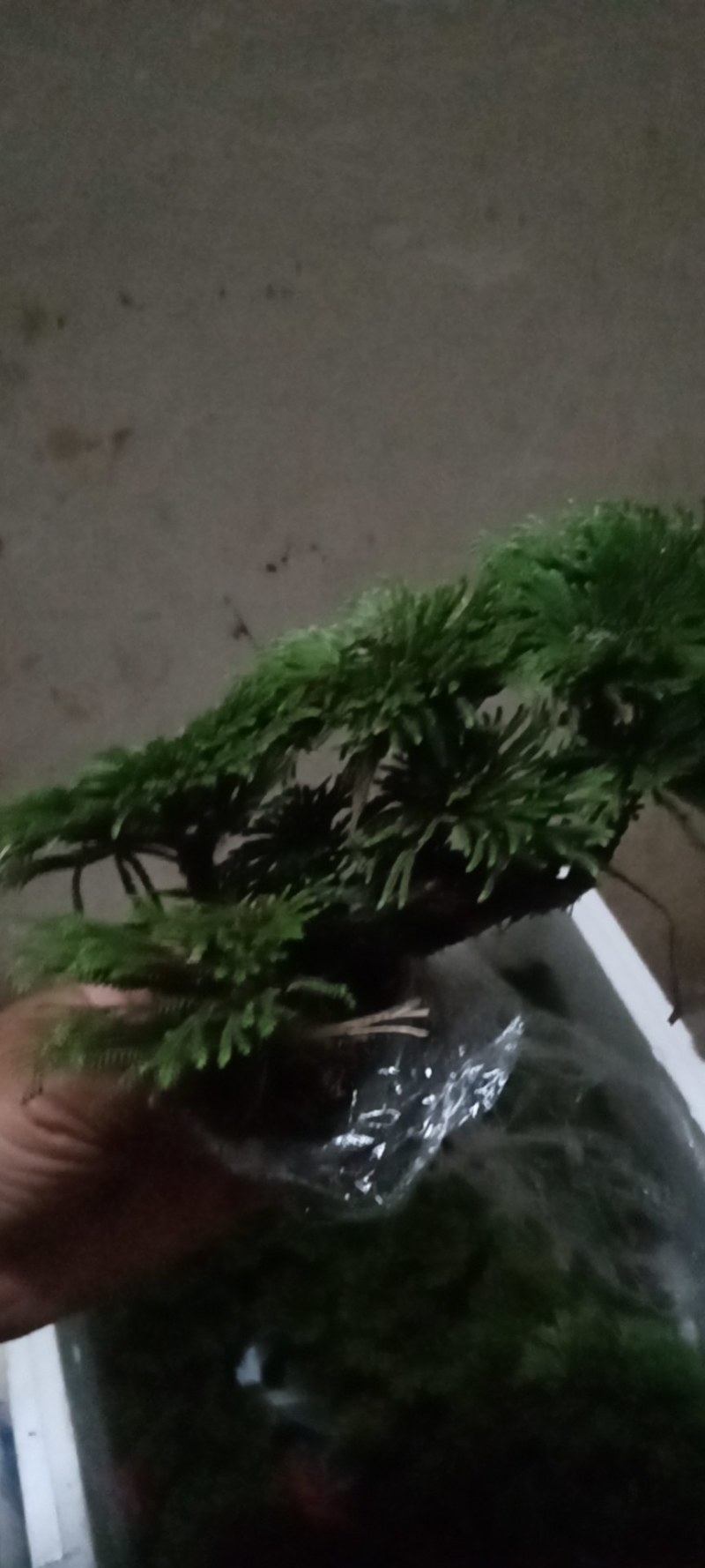 卷柏又名九死还魂草一年四季长青它是盆景之上品