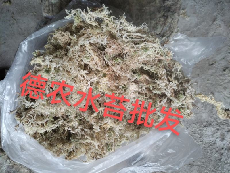 特级一级优质水苔