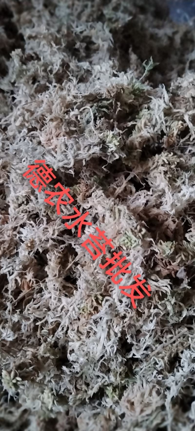 特级一级优质水苔