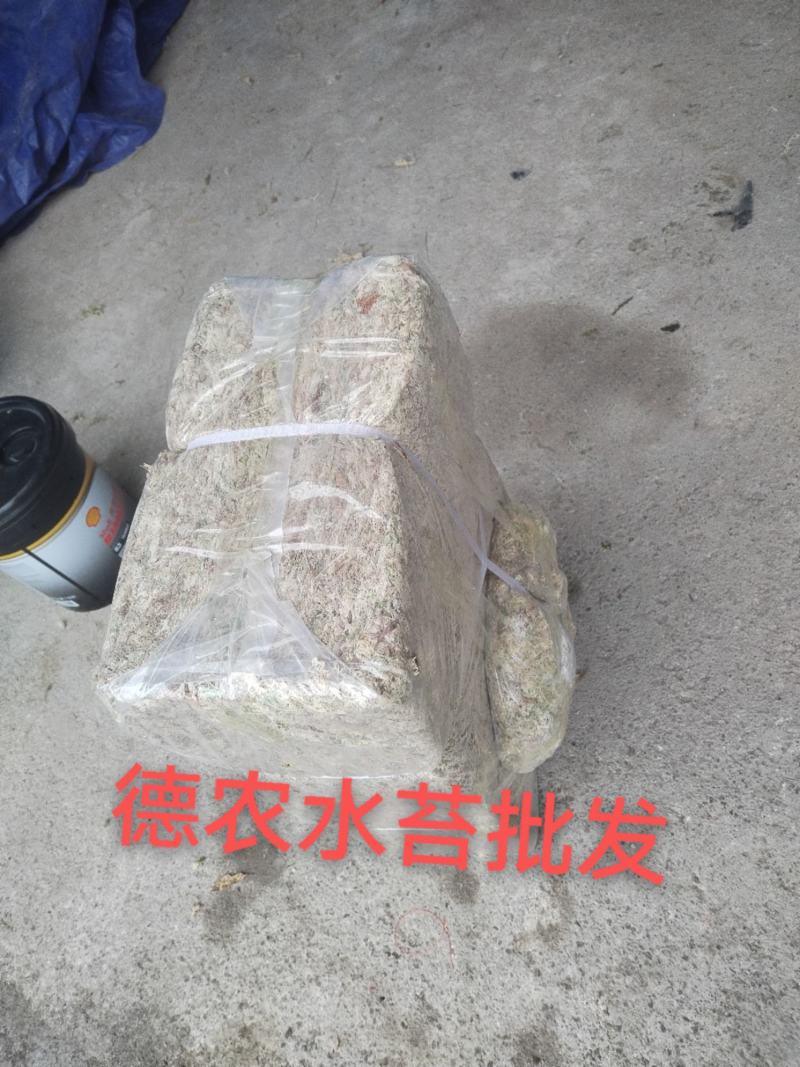 特级一级优质水苔
