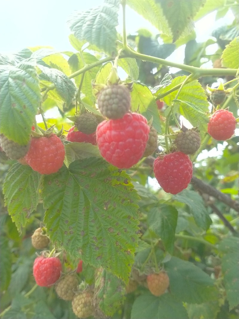 红树莓苗菲尔杜德
