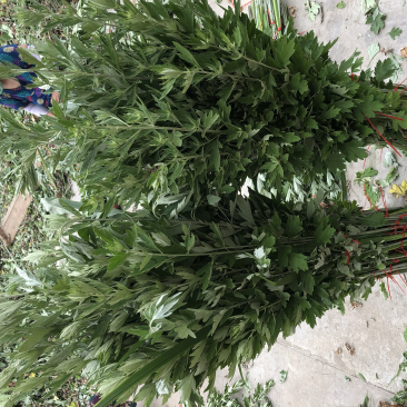 端午新鲜艾草