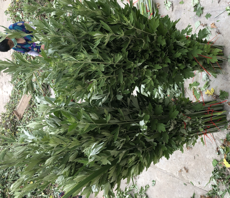 端午新鲜艾草