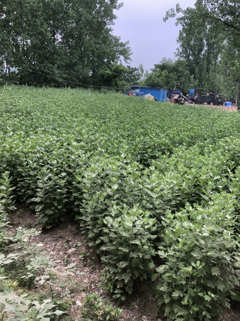 端午新鲜艾草
