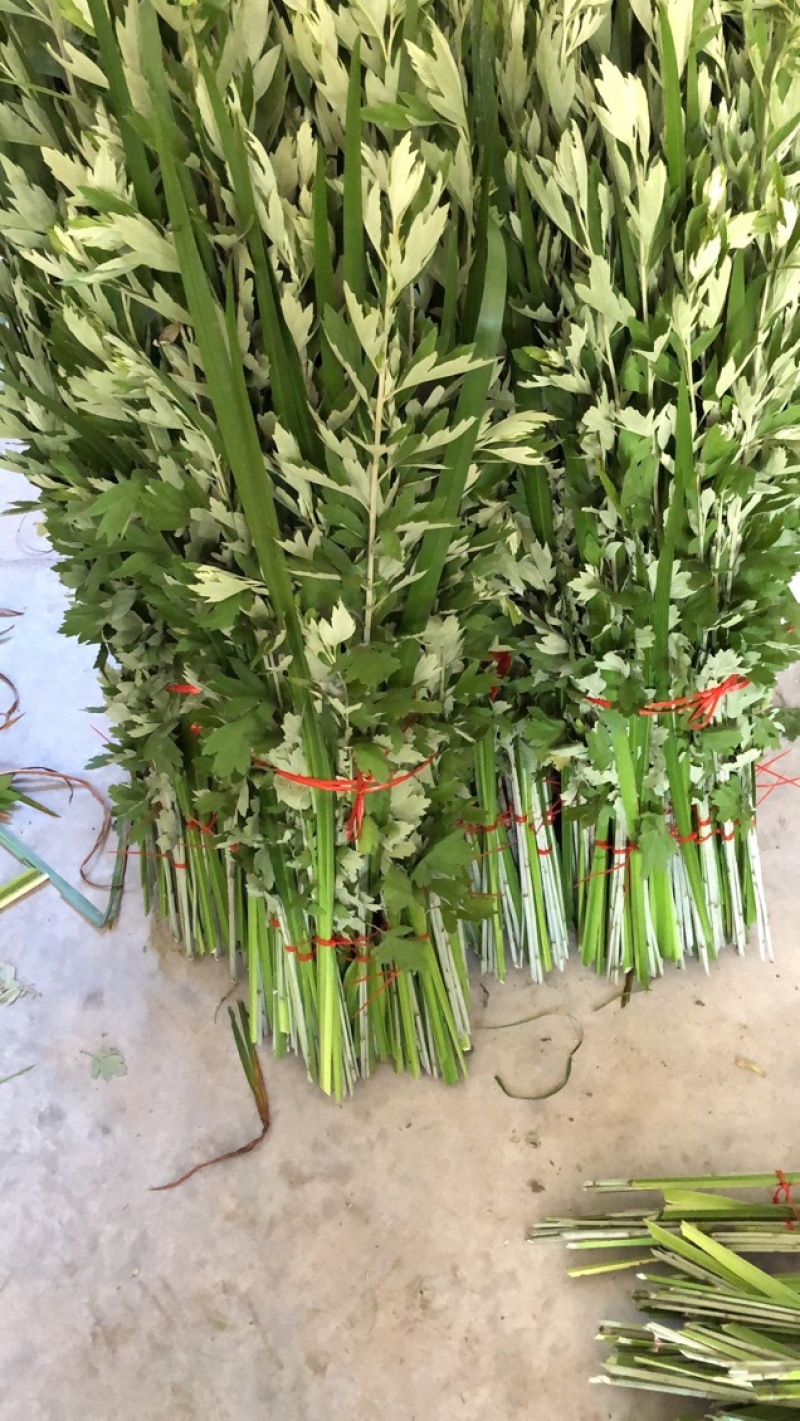 端午新鲜艾草