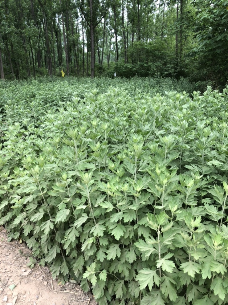 端午新鲜艾草