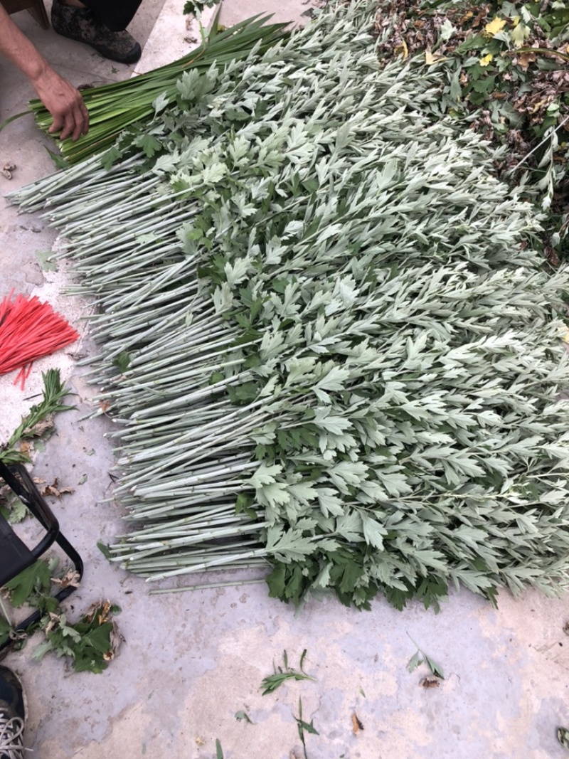 端午新鲜艾草