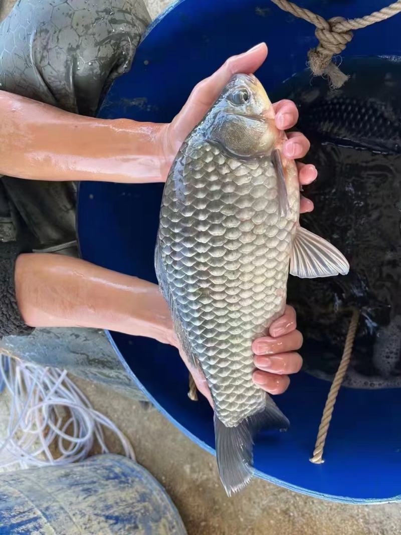大量供应25-30条大规格白金鲫鱼苗