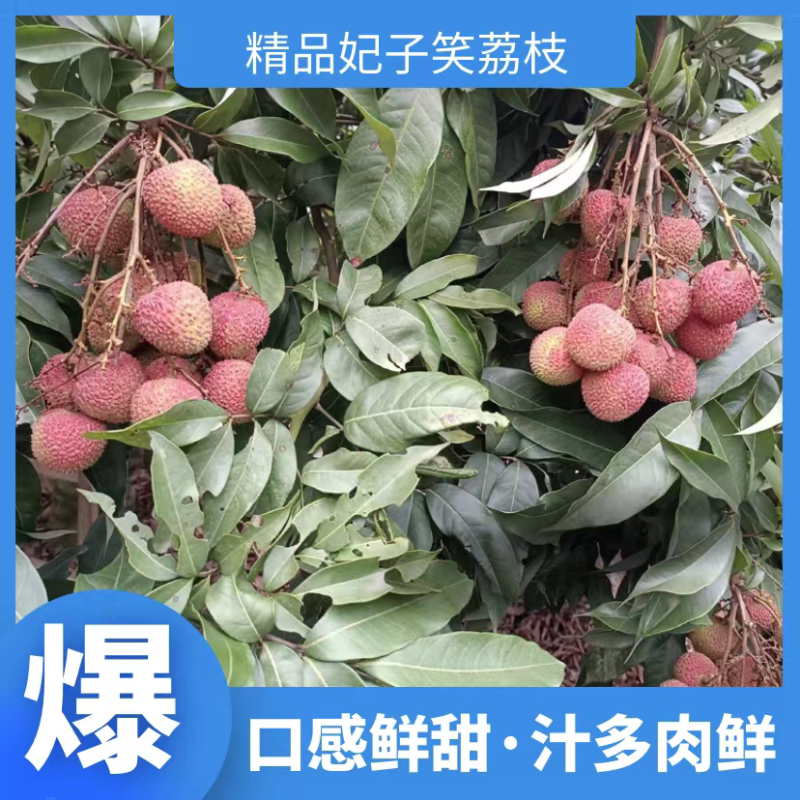 广西妃子笑荔枝大量上市皮薄肉鲜清甜爽口欢迎洽谈！