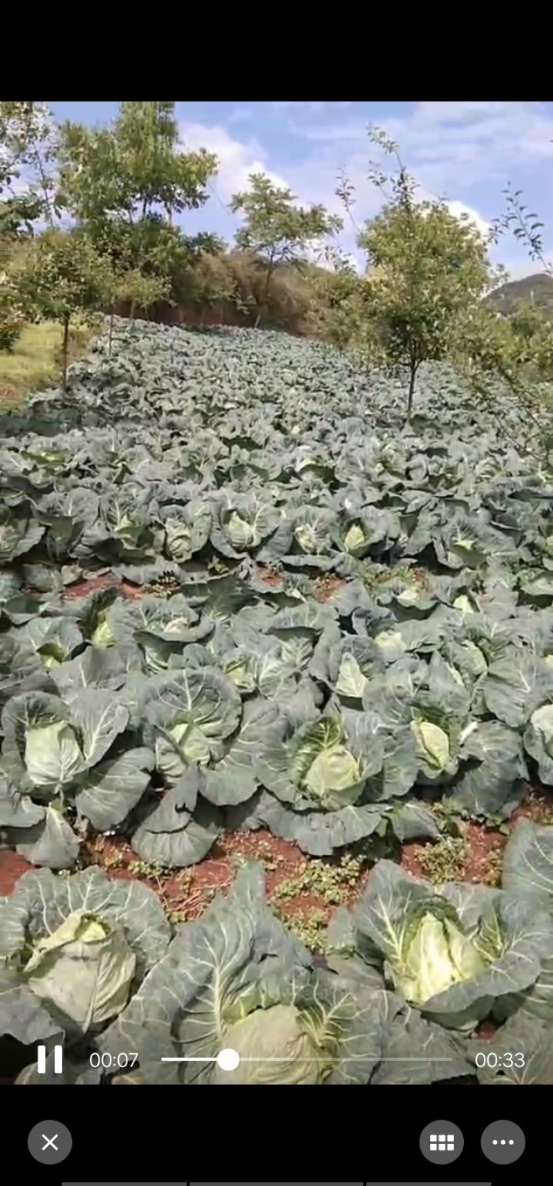 大量流星连花白大量上市，