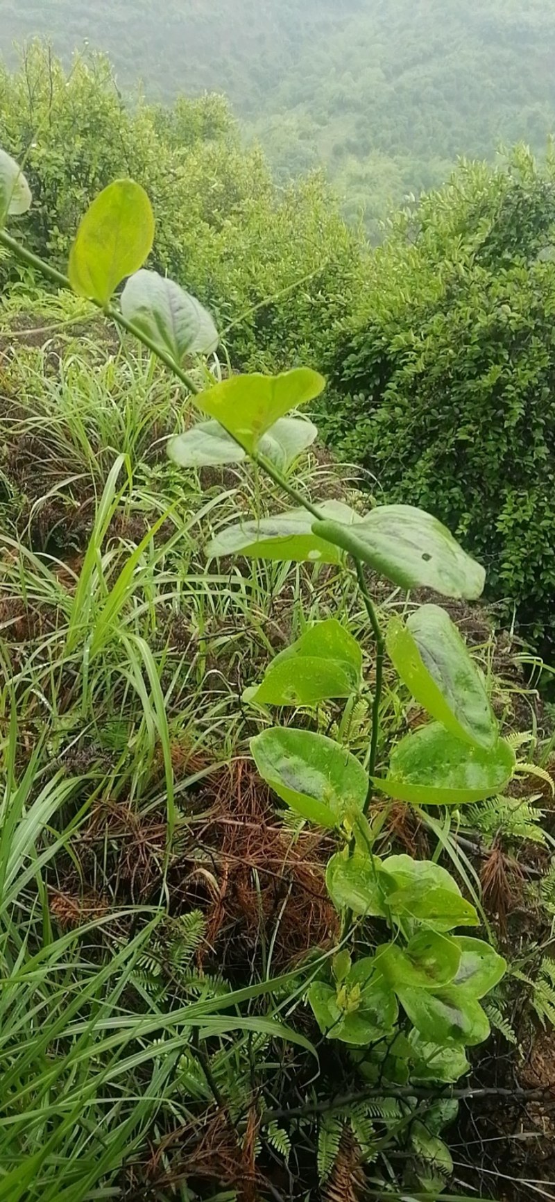 菝葜野生菝葜，又名(金刚藤)，现挖现卖