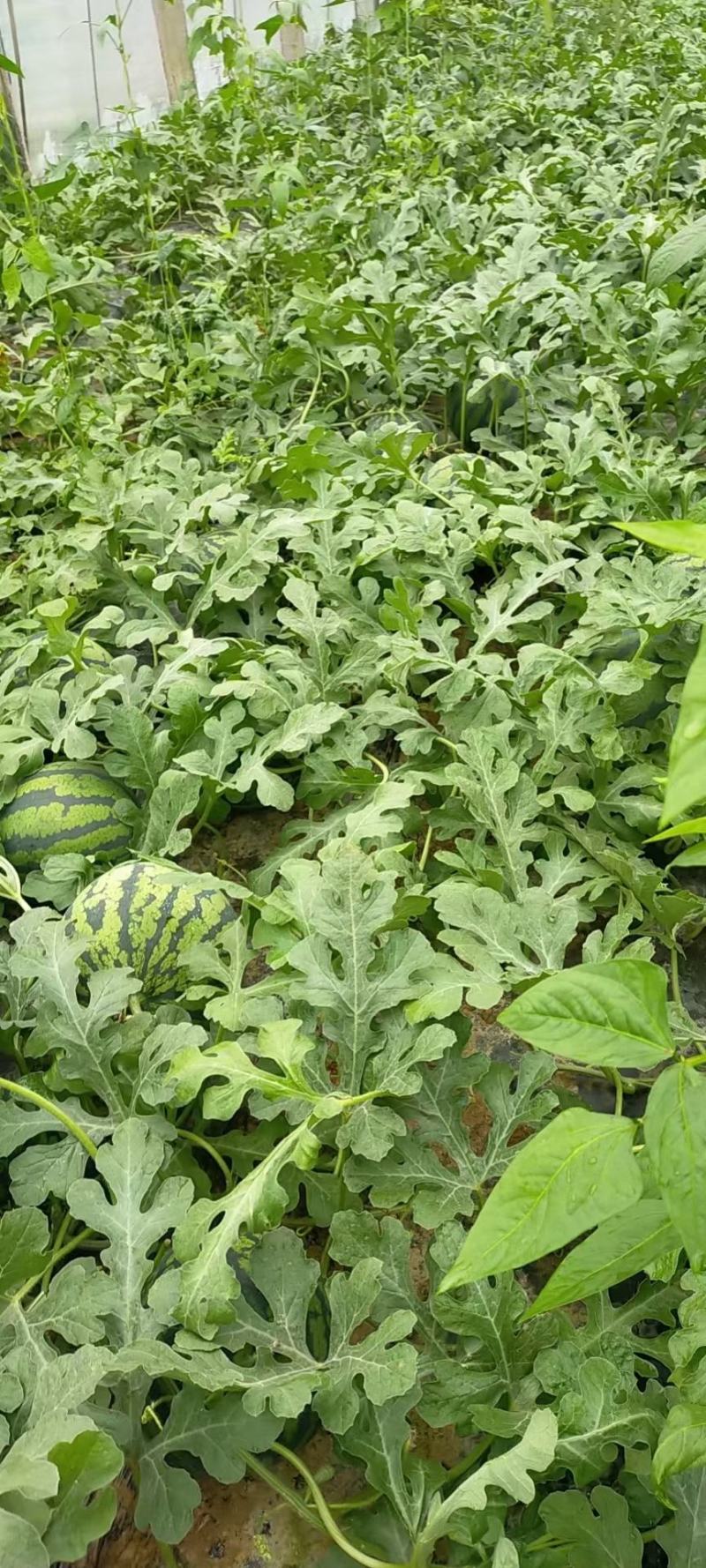 山东日照莒县大棚甜王甜王西瓜甜度高熟度好