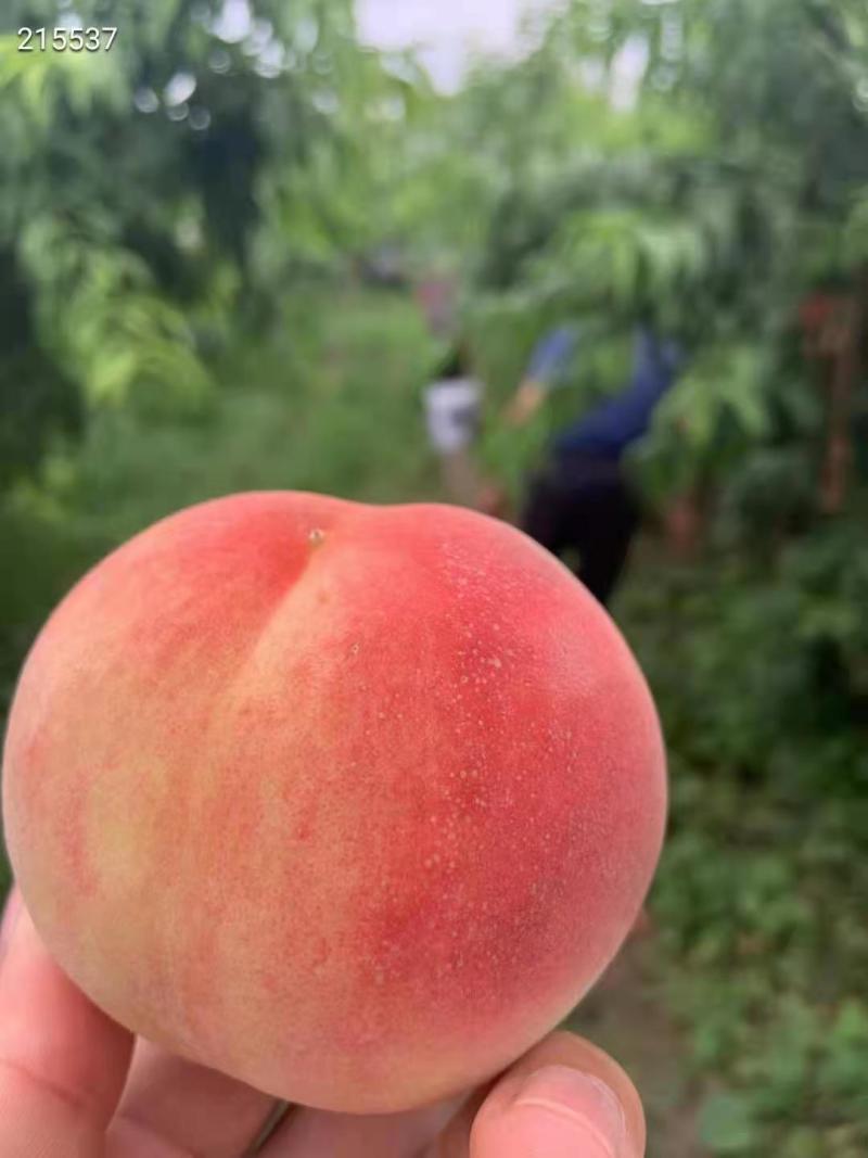 陆地毛桃油桃一件代发顺丰+泡沫箱，0售后发货