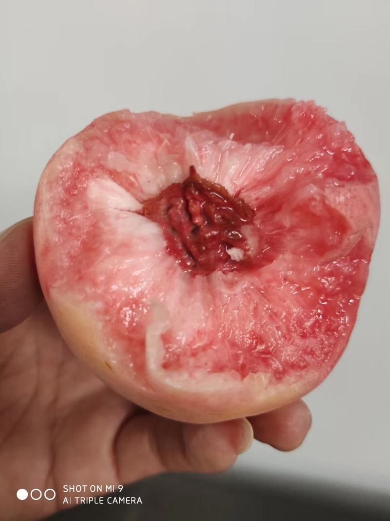 陆地毛桃油桃一件代发顺丰+泡沫箱，0售后发货
