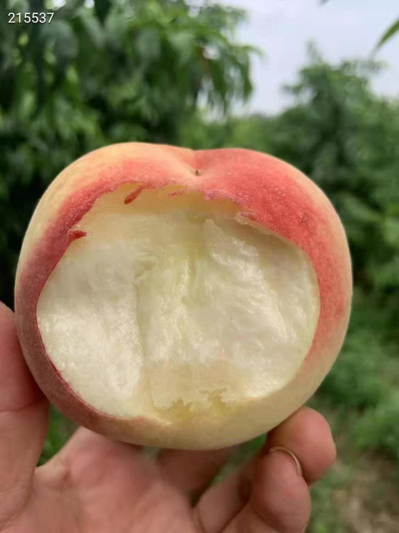 陆地毛桃油桃一件代发顺丰+泡沫箱，0售后发货