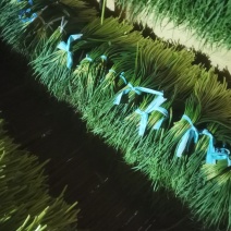 精品红帽蒜苔供应各种连锁超市精品加工包装