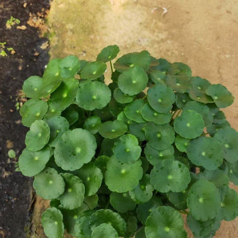 铜钱草土培铜钱草水培铜钱草