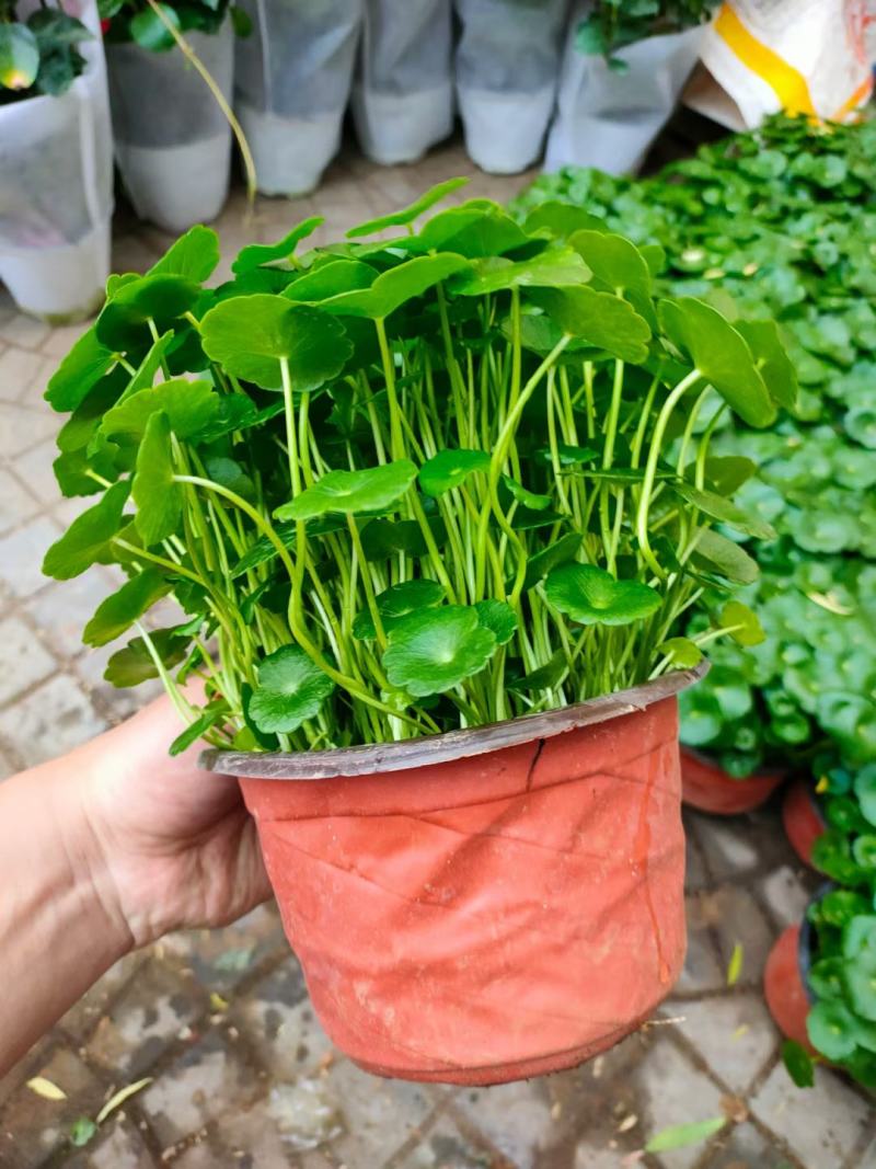 铜钱草土培铜钱草水培铜钱草