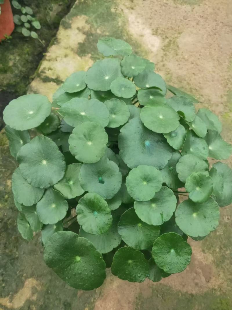 铜钱草土培铜钱草水培铜钱草