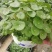 铜钱草土培铜钱草水培铜钱草