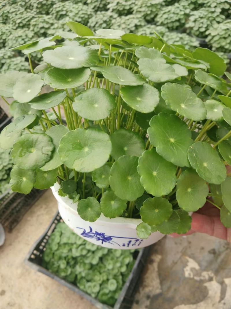 铜钱草土培铜钱草水培铜钱草