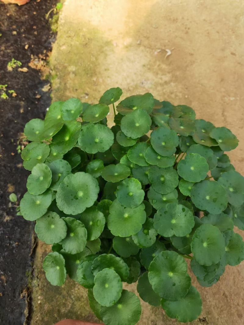 铜钱草土培铜钱草水培铜钱草
