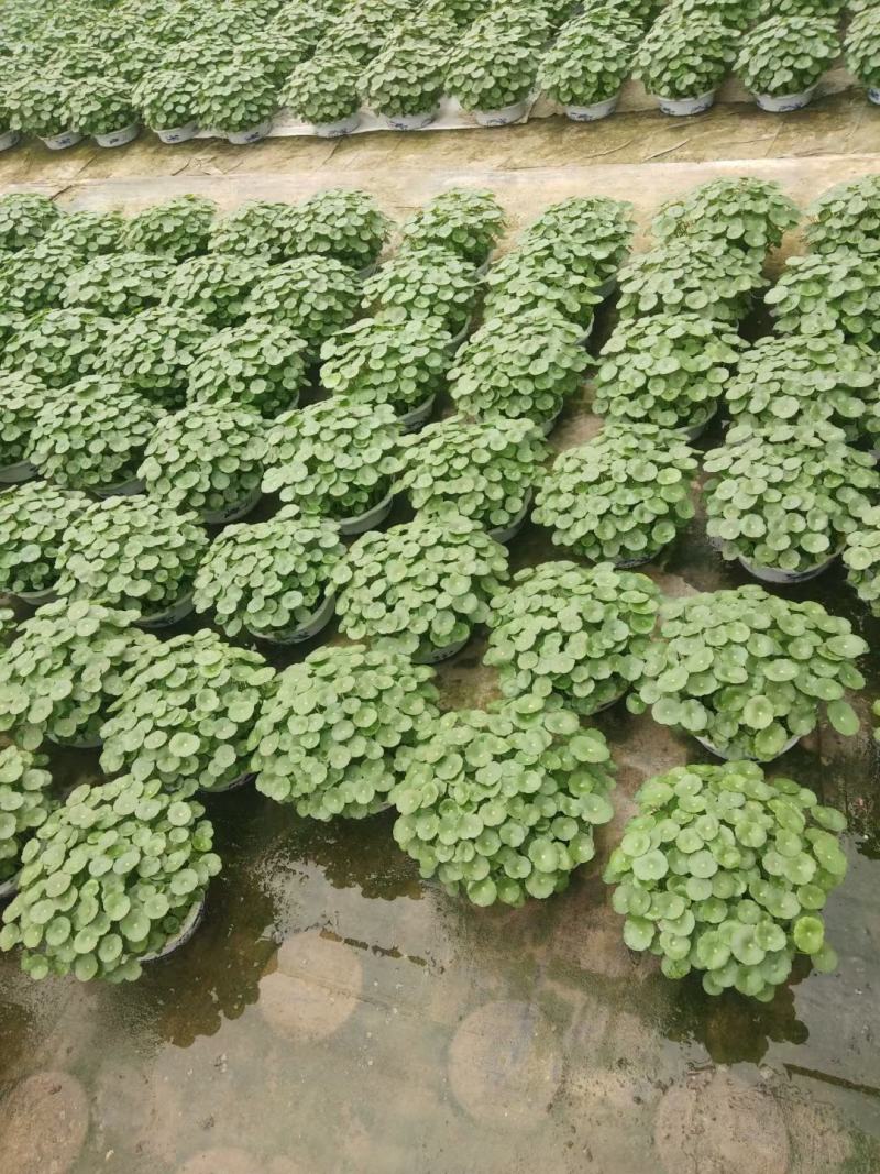 铜钱草土培铜钱草水培铜钱草