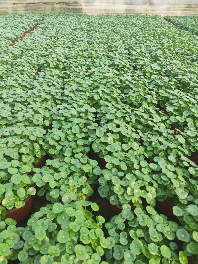 铜钱草土培铜钱草水培铜钱草