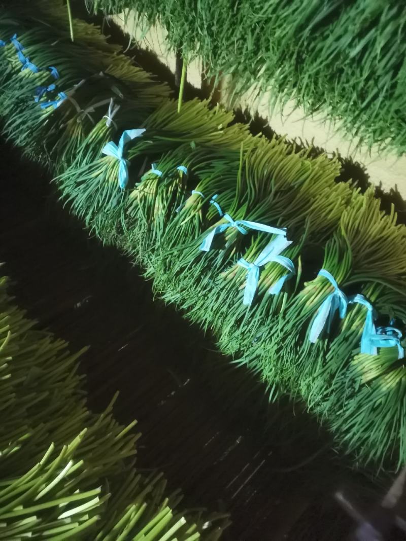 精品红帽蒜苔供应各种连锁超市精品加工包装