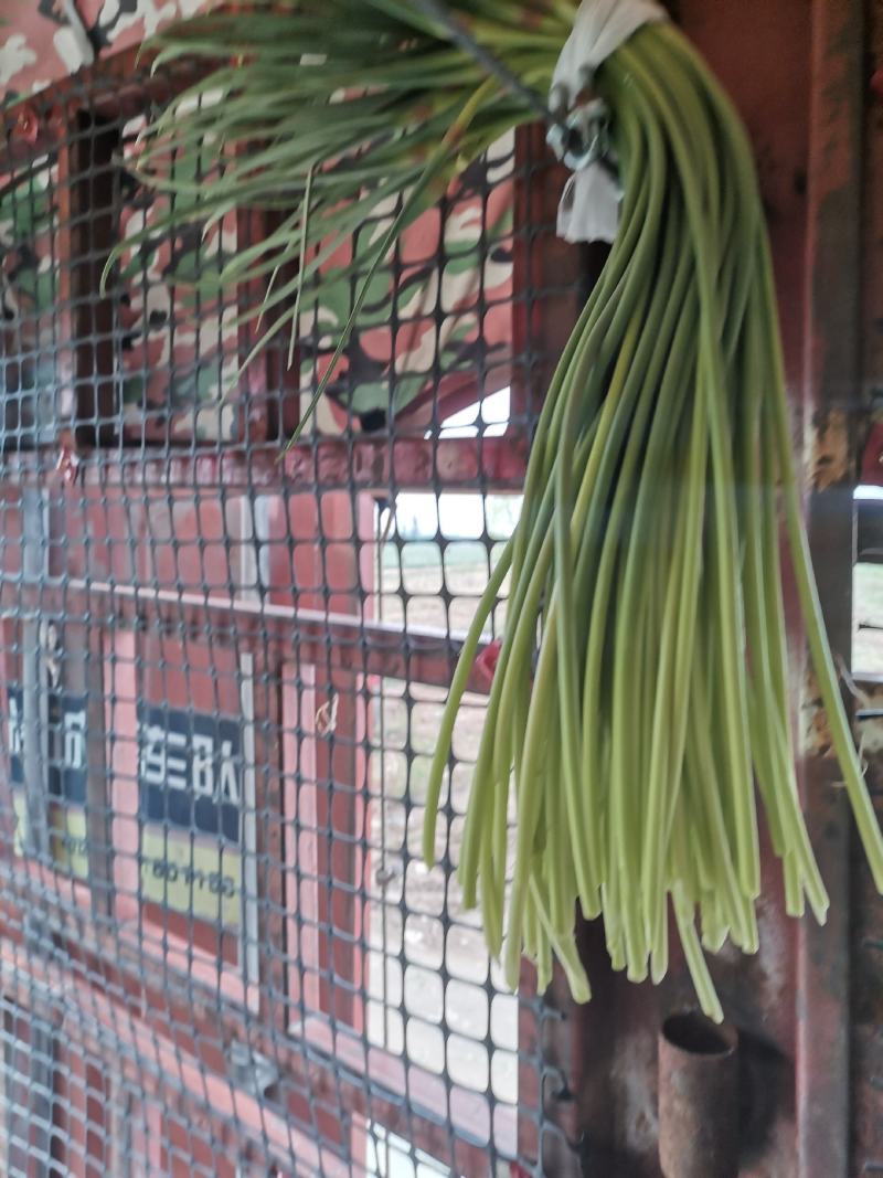 精品红帽蒜苔供应各种连锁超市精品加工包装