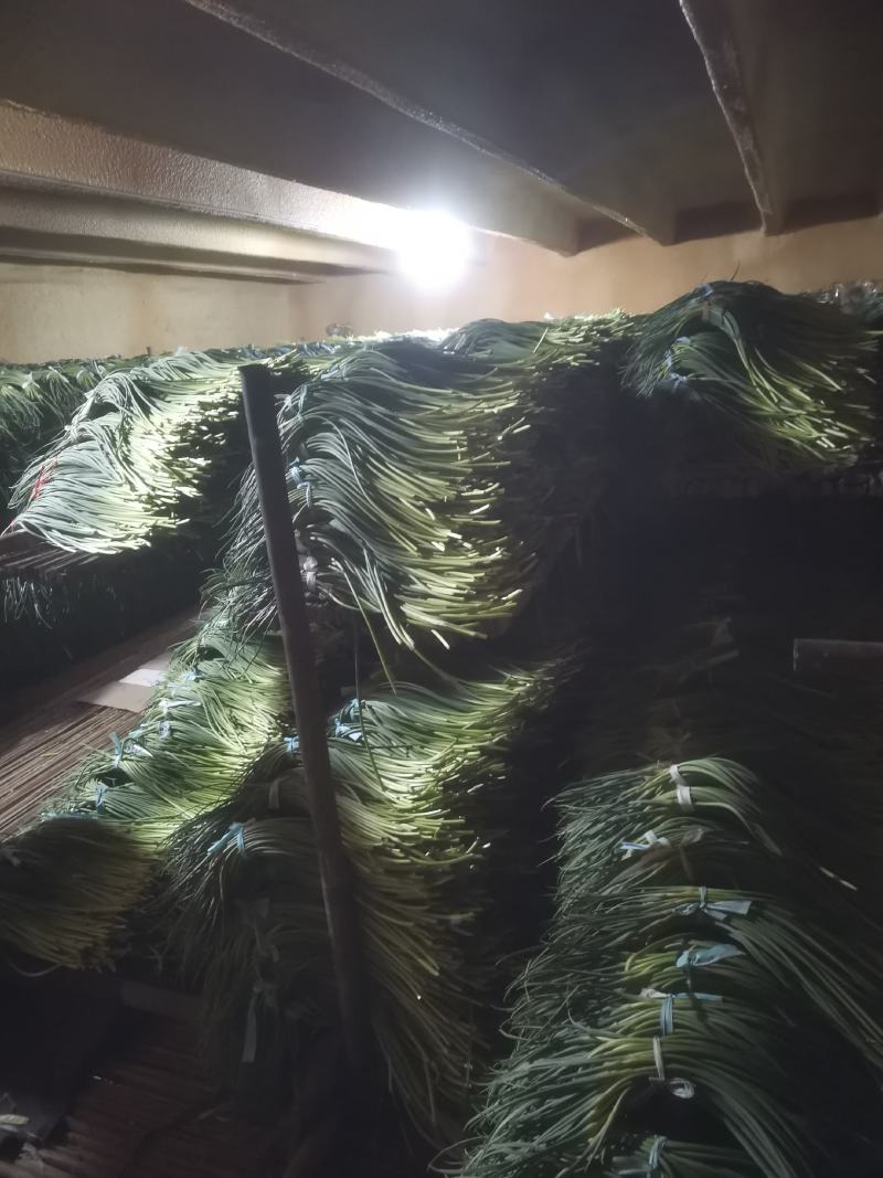 精品红帽蒜苔供应各种连锁超市精品加工包装