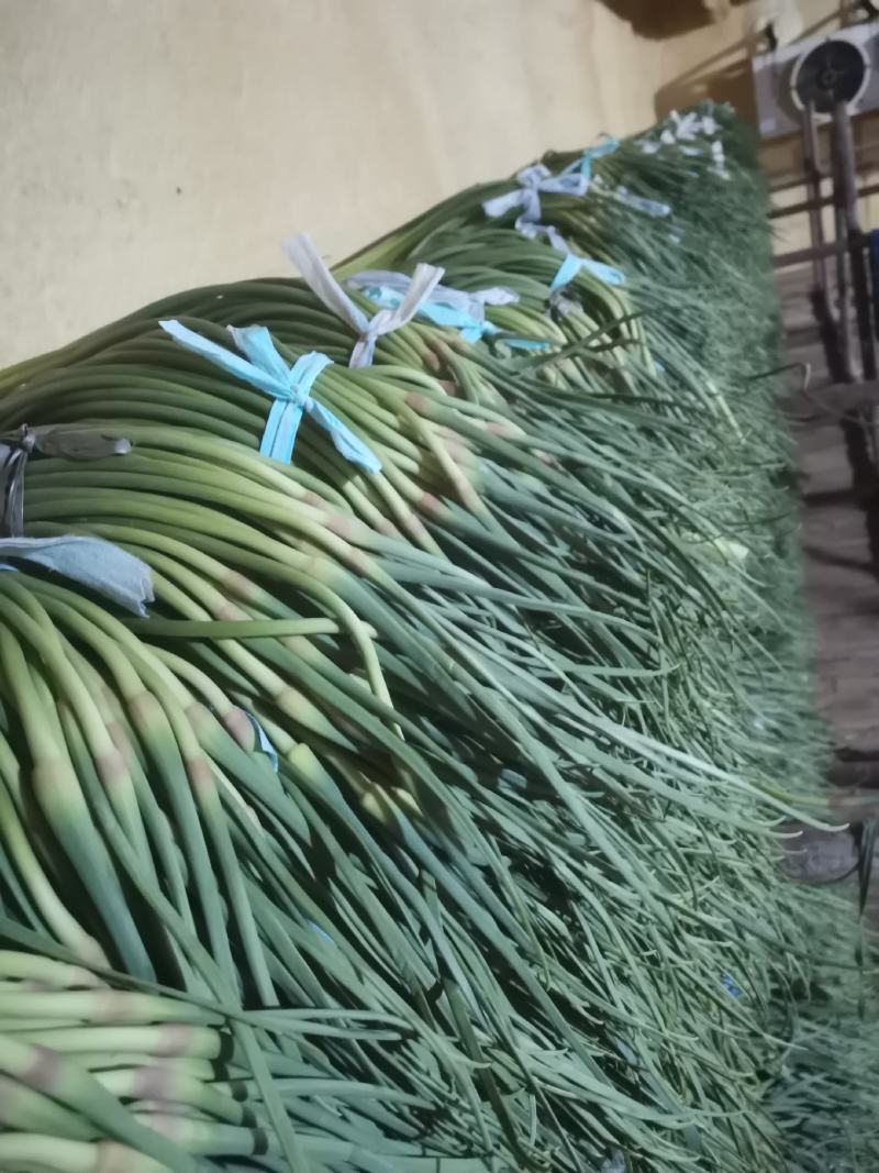 精品红帽蒜苔供应各种连锁超市精品加工包装