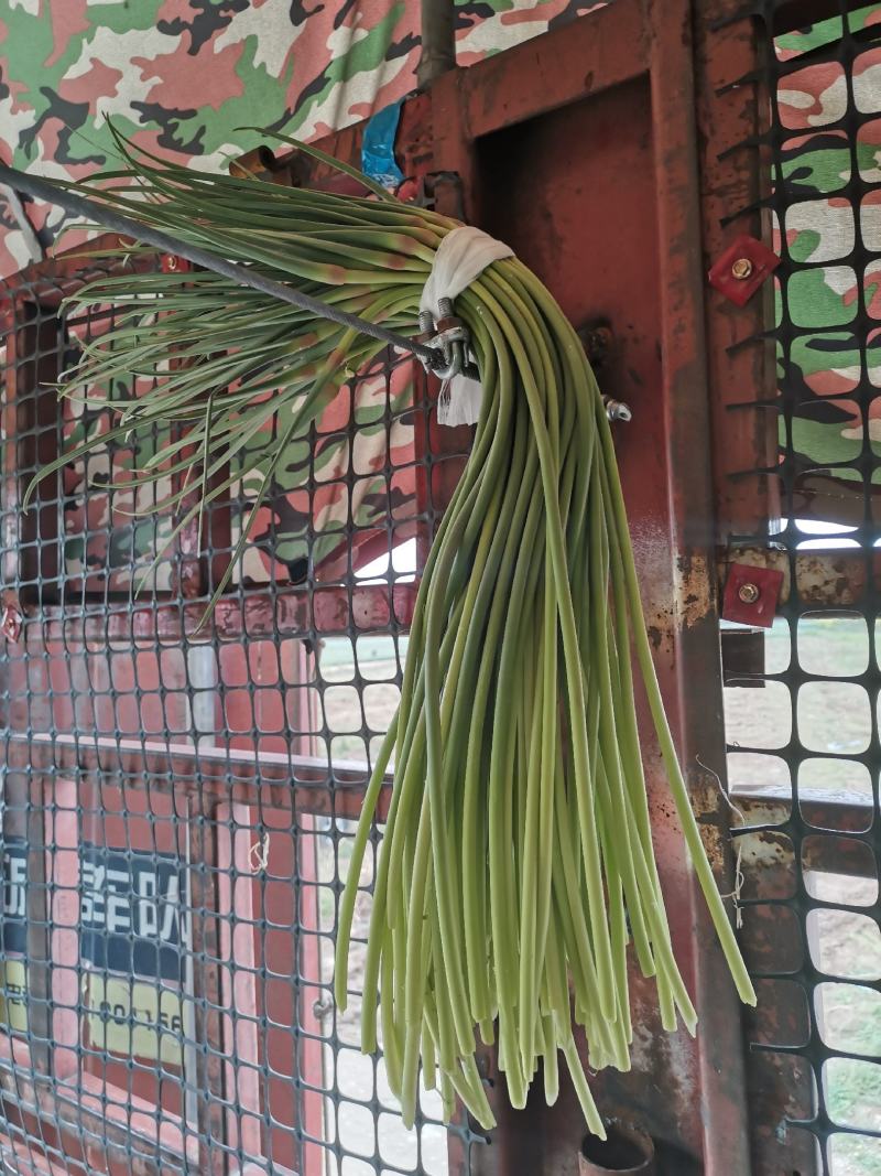 精品红帽蒜苔供应各种连锁超市精品加工包装