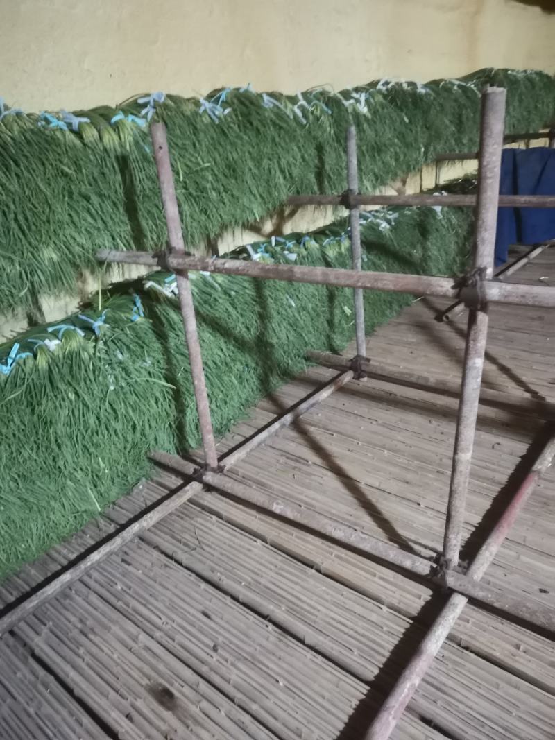 精品红帽蒜苔供应各种连锁超市精品加工包装