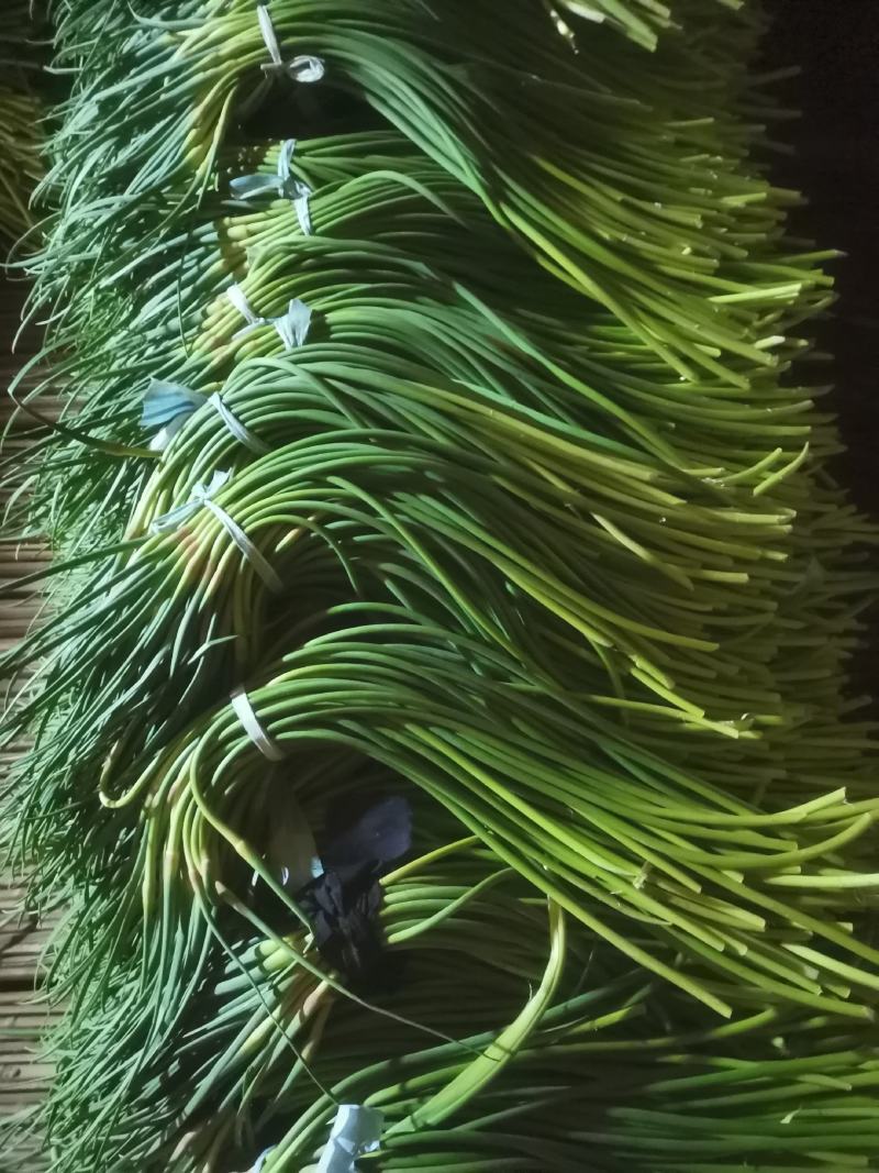精品红帽蒜苔供应各种连锁超市精品加工包装