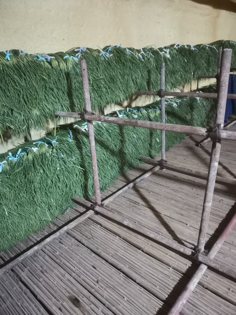 精品红帽蒜苔供应各种连锁超市精品加工包装