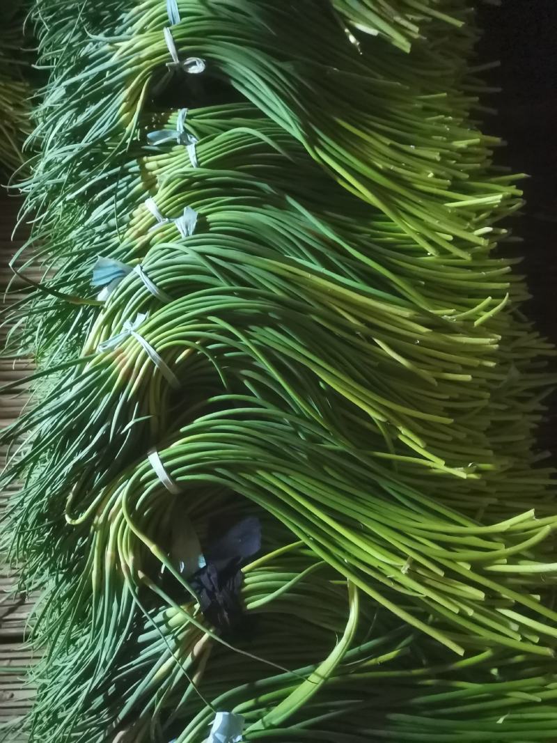 精品红帽蒜苔供应各种连锁超市精品加工包装