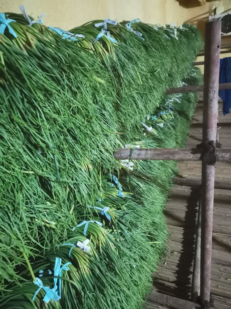 精品红帽蒜苔供应各种连锁超市精品加工包装