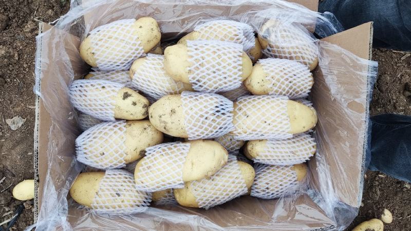 精品荷兰V7沃土常磊8号套网装箱手选高端货