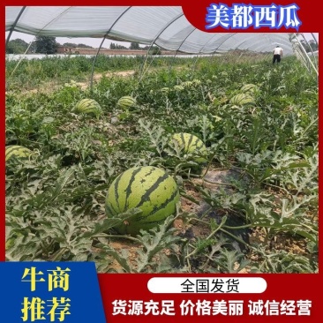 西瓜湖北精品美都西瓜产地直发货量充足价格优惠欢迎联系